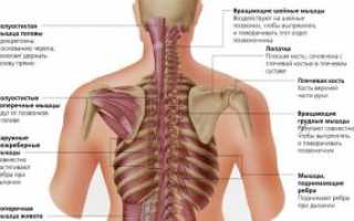 Боль под правой лопаткой сзади со спины: источники развития, симптоматика, лечение